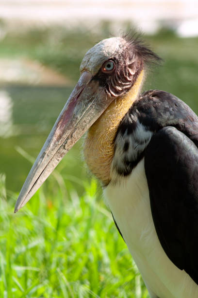istock Marabou bird on green grass in zoo. 1326334000