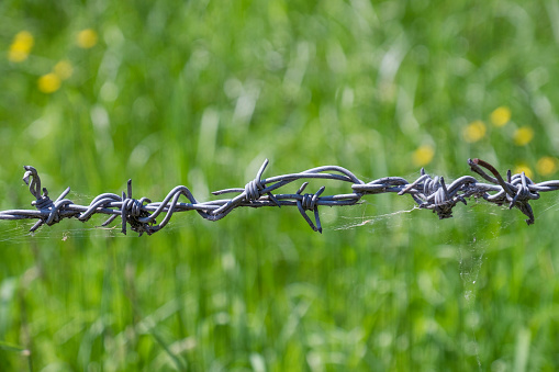 Barbed Wire With A Green Natural Background