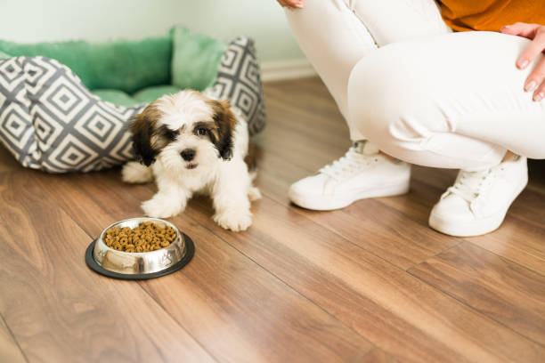 Portrait of an adorable dog enjoying its kibbles Hungry shih tzu enjoying dry food. Portrait of a cute small puppy eating kibble on a bowl next to a pet owner in the living room shih tzu stock pictures, royalty-free photos & images