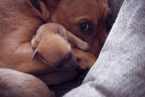 istock Maternal instinct of female pinscher 1326338826