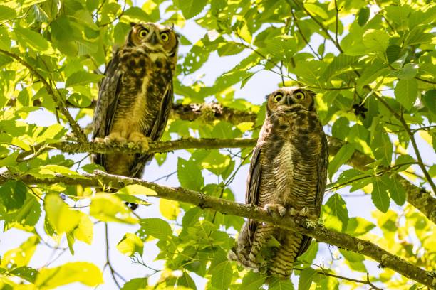 istock Fledgling Great Horned Owl Pair Looking Fearsome 1326339383