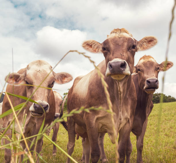 istock Aubrac cows in the nature 1326339540
