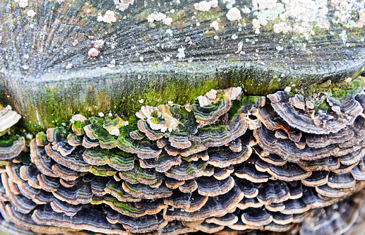 A colony of parasitic fungi grow on a tree in the autumn forest.