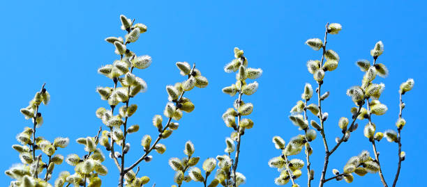 istock Goat willow, willow, blooms in spring on a clear day 1326339996