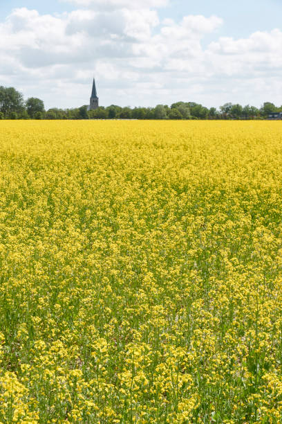 tower,church,rape,landscape,