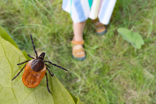 Dangerous deer tick and small child legs in summer shoes on a grass. Ixodes ricinus