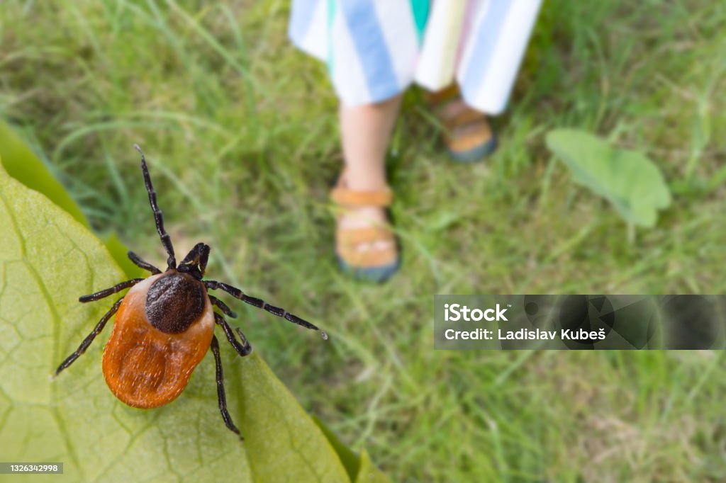 Dangerous deer tick and small child legs in summer shoes on a grass. Ixodes ricinus Parasite hidden on a green leaf detail and little girl foots in sandals on a lawn in a natural park. Tick-borne diseases prevention Tick - Animal Stock Photo