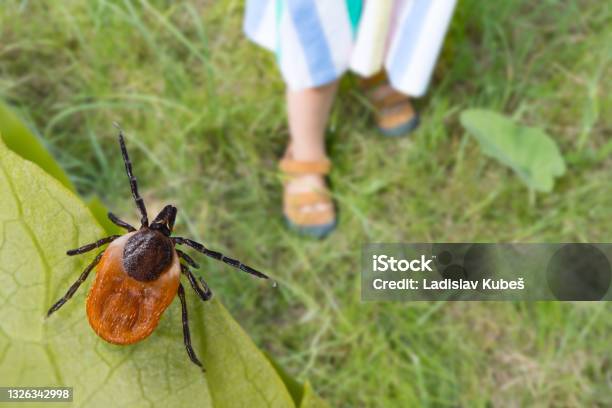 Dangerous Deer Tick And Small Child Legs In Summer Shoes On A Grass Ixodes Ricinus Stock Photo - Download Image Now