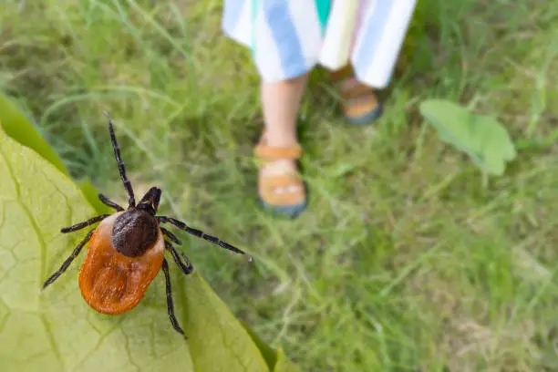 Photo of Dangerous deer tick and small child legs in summer shoes on a grass. Ixodes ricinus