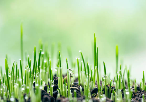 istock Fresh green spring grass with dew drops closeup 1326347405