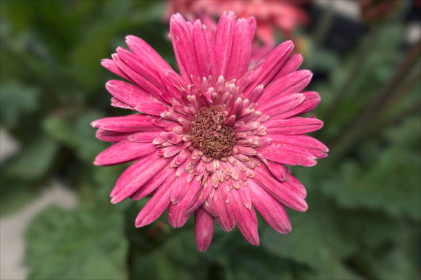 istock Beautiful slightly frayed flower 1326347524