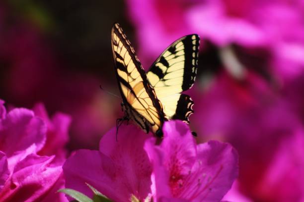 butterfly beauty - coate imagens e fotografias de stock