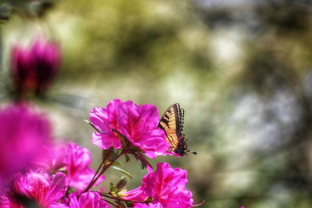 butterfly beauty - coate imagens e fotografias de stock