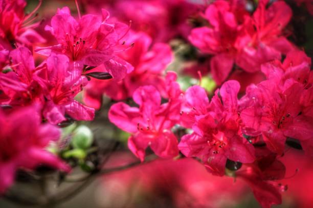 pink flowers - coate imagens e fotografias de stock