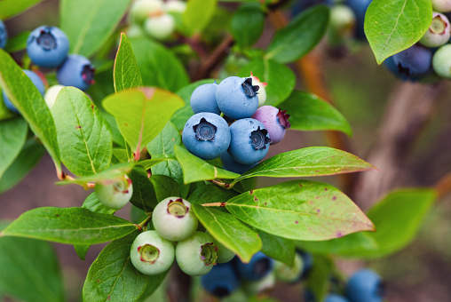 blueberry bush with ripe and green berries growing in organic garden