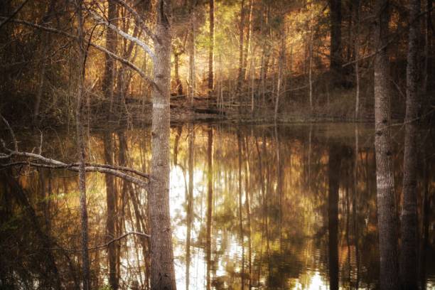 pond at sunset - coate imagens e fotografias de stock