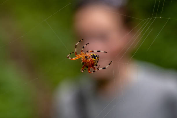 istock Hiker Looks On at Halloween Spider 1326352464