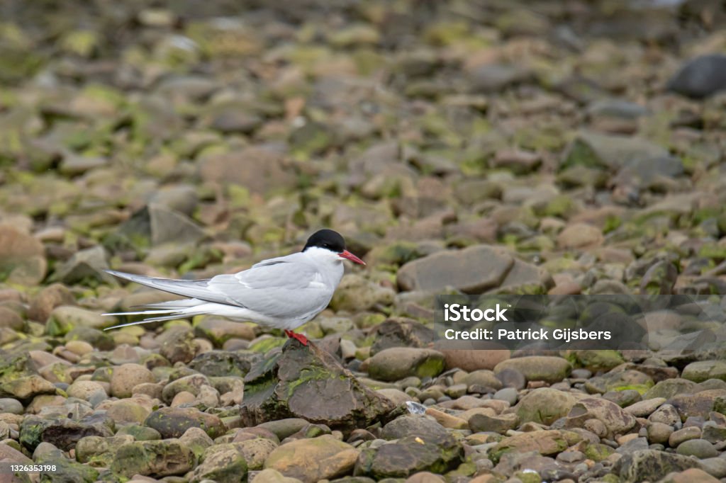 Arctic tern Name: Arctic tern
Scientific name: Sterna paradisaea
Country: Iceland
Location: Hvammstangi Animal Stock Photo