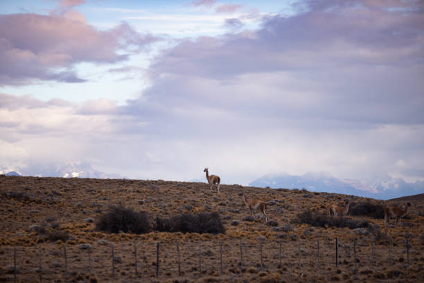 Original guanaco animal at Patagonian landscape