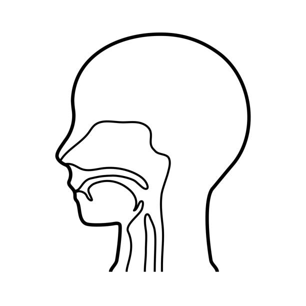 ilustrações de stock, clip art, desenhos animados e ícones de nasal cavity isolated vector illustration. - cavidade nasal