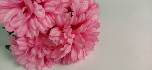 istock Pink chrysanthemums on a white background. Artificial flowers as a bouquet 1326356784