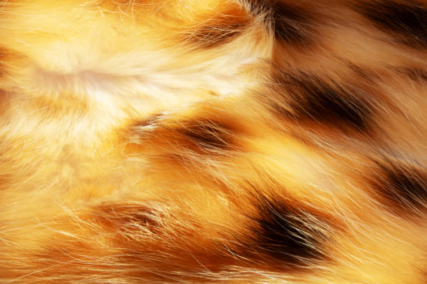 istock Cat fur bengal cat texture background. Close-up. 1326357018
