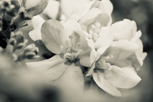 Horizontal closeup in black and white of apple blossoms on the branch of a tree.
