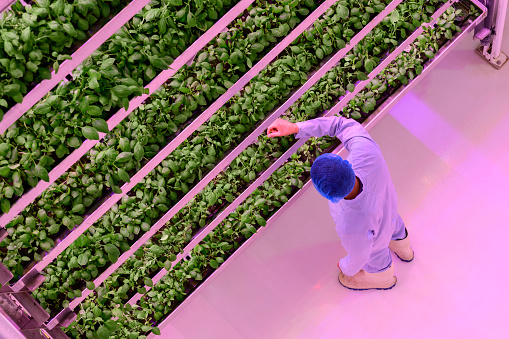 Male technician in clean suit, rubber boots, and hair net examining development of basil plants in multilayered hydroponic environment.