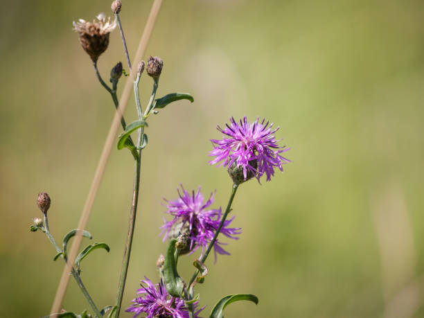 istock Selective blur on the blossom of a purple cirsium, also called plume thistle. It is a very common European purple flower that can be found in summer. 1326357646