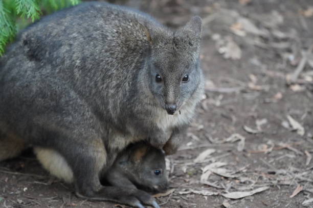 tasmanian pademelon i joey - wallaby kangaroo joey tasmania zdjęcia i obrazy z banku zdjęć