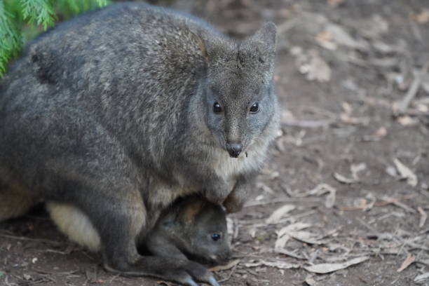 тасманский падемелон и джои - wallaby kangaroo joey tasmania стоковые фото и изображения