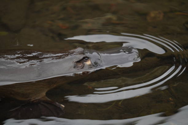 istock Close up of a platypus in a creek 1326360376