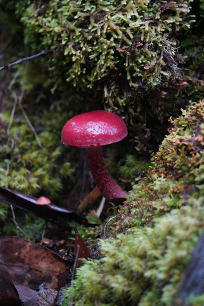 istock A red mushroom in the rainforest 1326360398