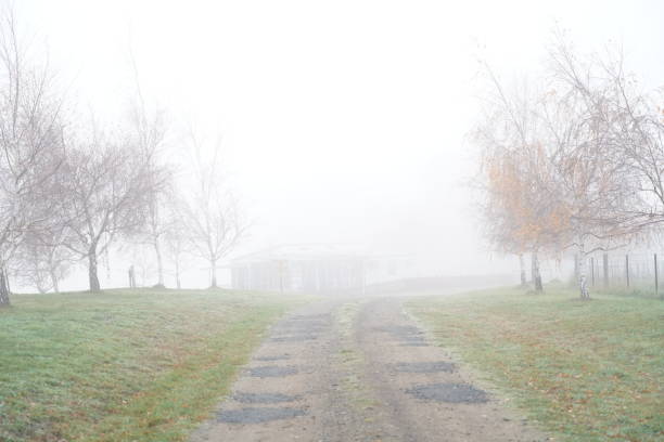 A driveway framed by trees in the fog