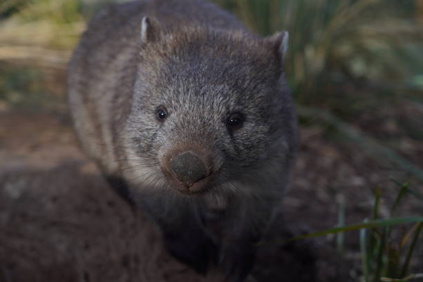 istock A wombat in its enclosure at the zoo 1326363127