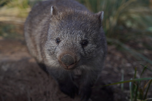 A wombat in its enclosure at the zoo