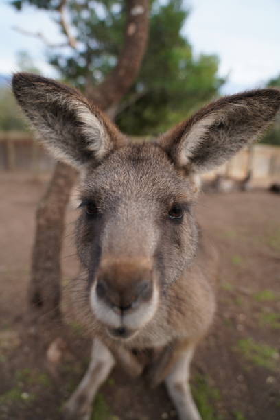 istock Close up portrait of a kangaroo 1326363237