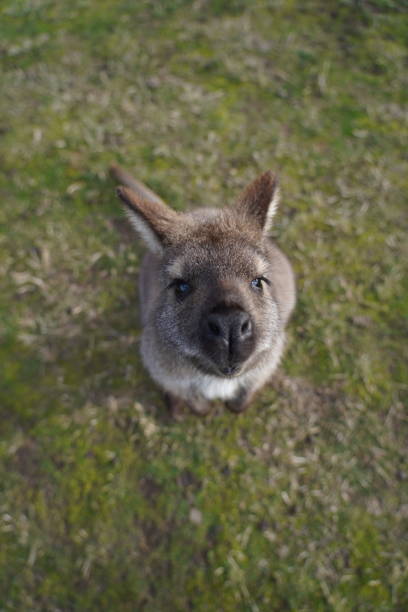 istock Close up of a wallaby nose looking at the camera 1326363792