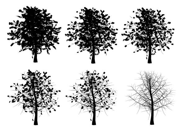 ilustrações, clipart, desenhos animados e ícones de situado com uma silhueta de uma árvore em diferentes estações do ano isolado em um fundo branco. ilustração vetorial - autumn silhouette tree leaf