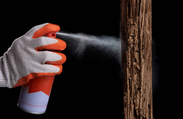 istock Injection termite control ate wood on black,inject,spray 1326364804