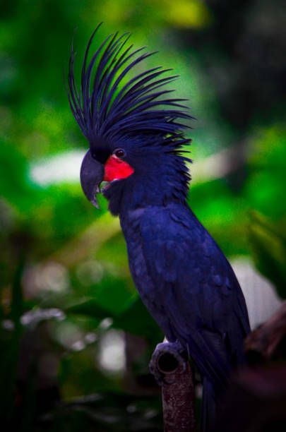 istock King Cockatoo (Probosciger aterrimus) or Black Cockatoo 1326365895