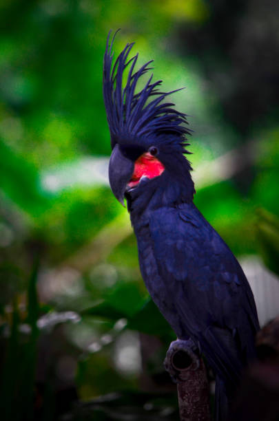 istock King Cockatoo (Probosciger aterrimus) or Black Cockatoo 1326365906