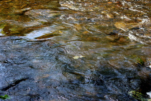 istock River Worth, Uk, Bankings, Water, rubbish 1326365969