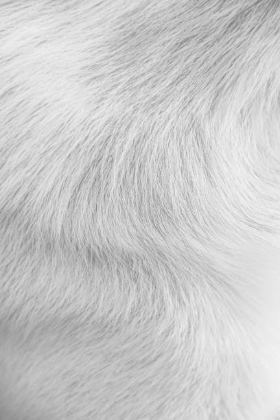 istock White grey furry dog soft texture close up line patterns background 1326368501