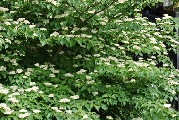 istock Little white flowers on a bush 1326368864