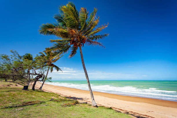 istock Notch Point Coconut Palm Tree Tropical Beach Queensland Australia 1326369703