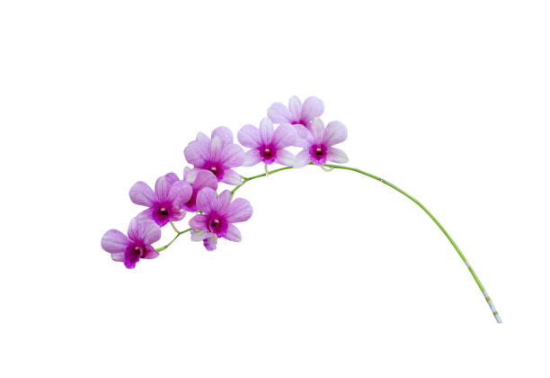 светло-фиолетовые орхидеи, цветущие зеленой стволовой ветвью, изолированной на белом фоне, отсечение пути - dendrobium стоковые фото и изображения