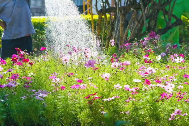 istock Worker watering cosmos flower field in garden 1326374026