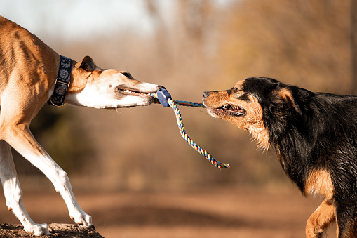Two dogs share a rope for a game of tug-of-war.