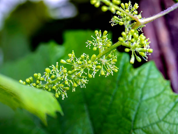 istock grape flowers on a branch in the garden, macro 1326378501